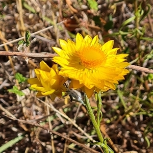 Xerochrysum viscosum at Isaacs, ACT - 8 Nov 2024