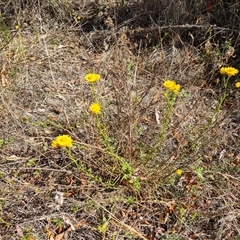 Xerochrysum viscosum at Isaacs, ACT - 8 Nov 2024