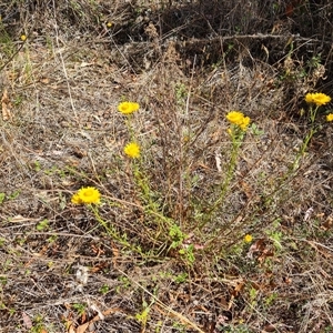 Xerochrysum viscosum at Isaacs, ACT - 8 Nov 2024