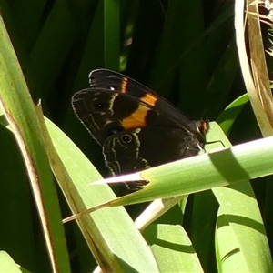 Tisiphone abeona at Bundanoon, NSW by Curiosity