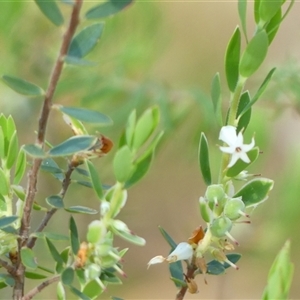 Brachyloma daphnoides (Daphne Heath) at Bundanoon, NSW by Curiosity