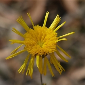 Podolepis sp. at Bundanoon, NSW by Curiosity