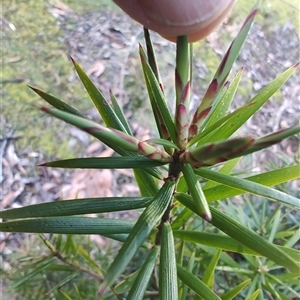 Cyathodes glauca at Parrawe, TAS - 7 Nov 2024