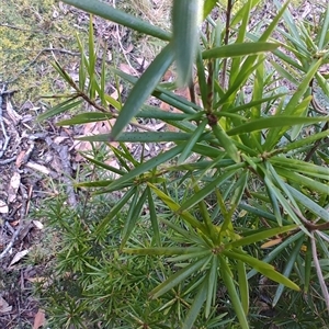 Cyathodes glauca at Parrawe, TAS - 7 Nov 2024