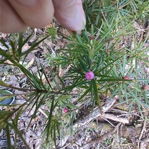 Cyathodes glauca at Parrawe, TAS - 7 Nov 2024