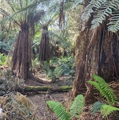 Dicksonia antarctica (Soft Treefern) at Parrawe, TAS - 6 Nov 2024 by LyndalT