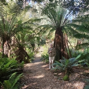 Dicksonia antarctica at Parrawe, TAS - suppressed