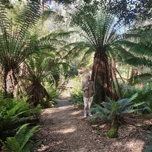 Dicksonia antarctica at Parrawe, TAS - 7 Nov 2024