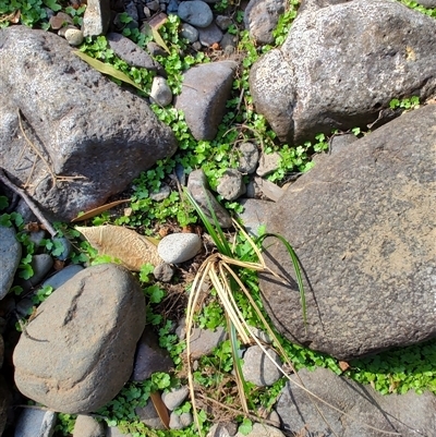 Unidentified Other Wildflower or Herb at Parrawe, TAS - 6 Nov 2024 by LyndalT