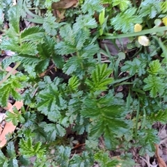 Acaena novae-zelandiae (Bidgee Widgee) at Parrawe, TAS - 7 Nov 2024 by LyndalT