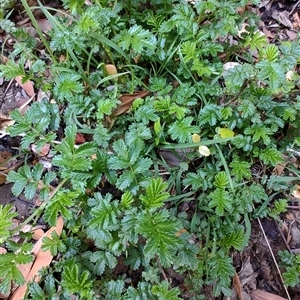 Acaena novae-zelandiae at Parrawe, TAS - 7 Nov 2024