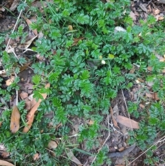 Acaena novae-zelandiae at Parrawe, TAS - 7 Nov 2024 09:14 AM