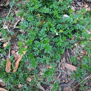 Acaena novae-zelandiae at Parrawe, TAS - 7 Nov 2024