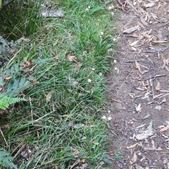 Libertia pulchella (Pretty grassflag) at Parrawe, TAS - 6 Nov 2024 by LyndalT