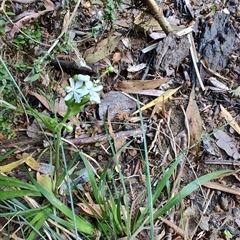 Libertia pulchella at Parrawe, TAS - 7 Nov 2024 09:16 AM