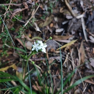 Libertia pulchella at Parrawe, TAS - 7 Nov 2024 09:16 AM