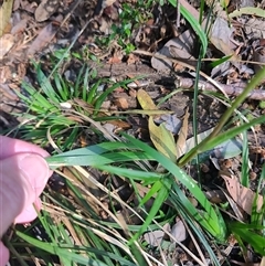 Libertia pulchella at Parrawe, TAS - 7 Nov 2024 09:16 AM