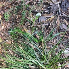 Libertia pulchella at Parrawe, TAS - 7 Nov 2024 09:16 AM