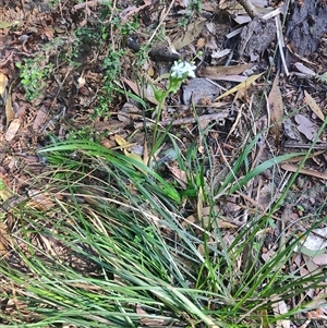 Libertia pulchella at Parrawe, TAS - 7 Nov 2024