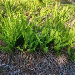 Blechnum nudum (Fishbone Water Fern) at Parrawe, TAS - 7 Nov 2024 by LyndalT