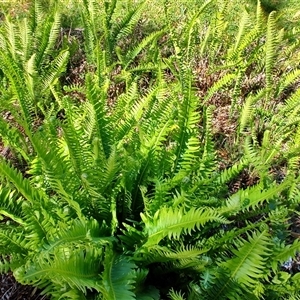 Blechnum nudum at Parrawe, TAS - 7 Nov 2024 09:20 AM