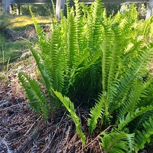 Blechnum nudum at Parrawe, TAS - 7 Nov 2024 09:20 AM