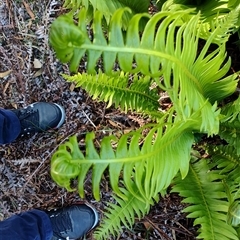 Blechnum nudum at Parrawe, TAS - 7 Nov 2024