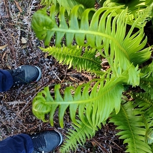 Blechnum nudum at Parrawe, TAS - 7 Nov 2024