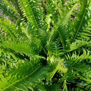 Blechnum nudum at Parrawe, TAS - 7 Nov 2024