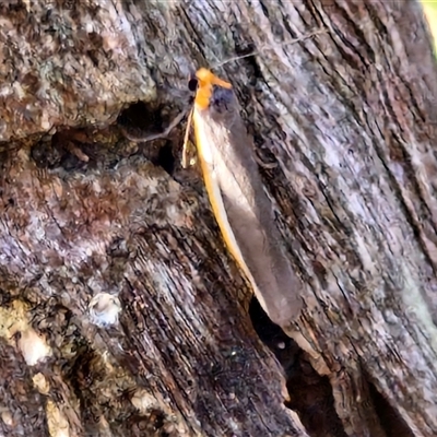 Palaeosia bicosta (Two-ribbed Footman) at Goulburn, NSW - 8 Nov 2024 by trevorpreston