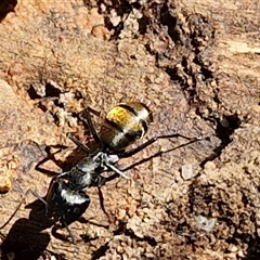 Camponotus aeneopilosus (A Golden-tailed sugar ant) at Goulburn, NSW - 8 Nov 2024 by trevorpreston