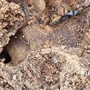 Camponotus aeneopilosus at Goulburn, NSW - 8 Nov 2024