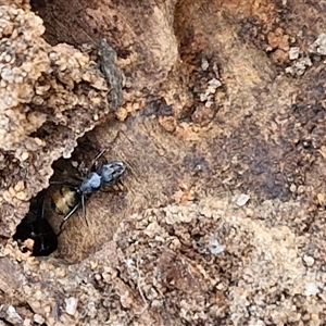 Camponotus aeneopilosus at Goulburn, NSW - 8 Nov 2024