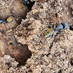 Camponotus aeneopilosus at Goulburn, NSW - 8 Nov 2024