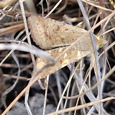 Helicoverpa (genus) (A bollworm) at Goulburn, NSW - 8 Nov 2024 by trevorpreston