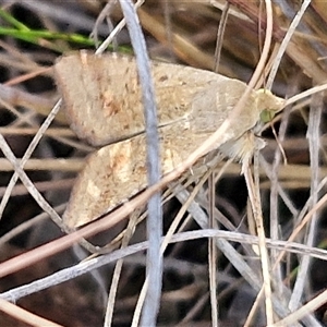 Helicoverpa (genus) at Goulburn, NSW - 8 Nov 2024