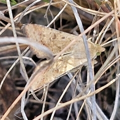 Helicoverpa (genus) at Goulburn, NSW - 8 Nov 2024