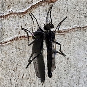 Cerdistus sp. (genus) at Goulburn, NSW - 8 Nov 2024