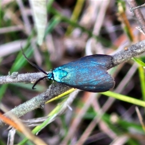 Pollanisus (genus) at Goulburn, NSW - 8 Nov 2024