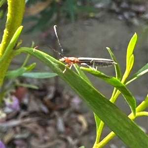 Syllitus rectus at Aranda, ACT - 8 Nov 2024