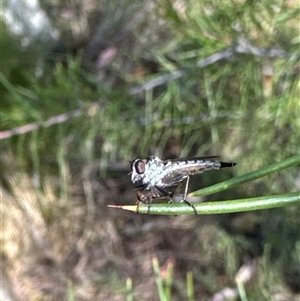 Cerdistus sp. (genus) at Aranda, ACT - 8 Nov 2024