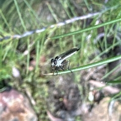 Cerdistus sp. (genus) at Aranda, ACT - 8 Nov 2024