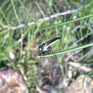 Cerdistus sp. (genus) at Aranda, ACT - 8 Nov 2024