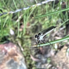 Cerdistus sp. (genus) at Aranda, ACT - 8 Nov 2024