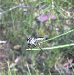 Cerdistus sp. (genus) at Aranda, ACT - 8 Nov 2024