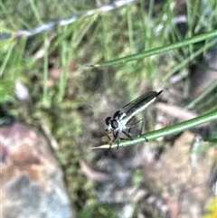 Cerdistus sp. (genus) at Aranda, ACT - 8 Nov 2024