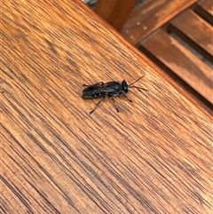 Crabronidae (family) at Aranda, ACT - 8 Nov 2024 12:50 PM