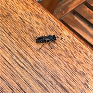 Crabronidae (family) at Aranda, ACT - 8 Nov 2024 12:50 PM