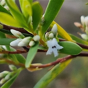 Styphelia mutica at Goulburn, NSW - 8 Nov 2024