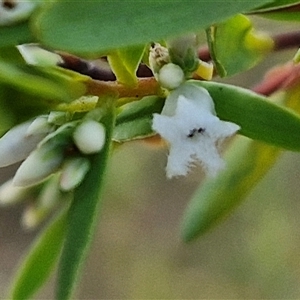 Styphelia mutica at Goulburn, NSW - 8 Nov 2024